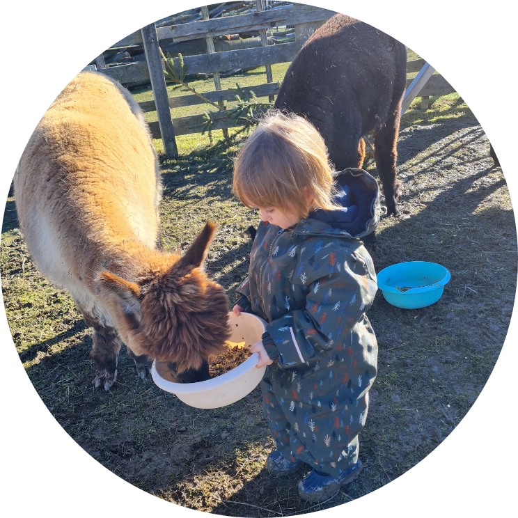 kleines Kind füttert Alpaka